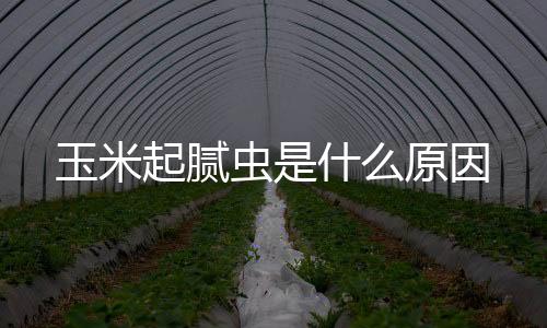 【】玉米原因引起玉米矮花叶病