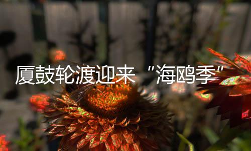 【】所以经常一起出现在厦鼓航线