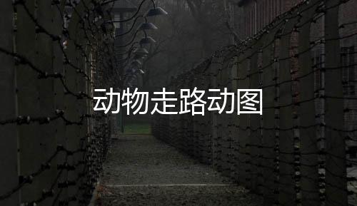 【】动物动图帮不了你了